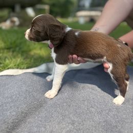 Brittany Puppies from Rocking L Farms