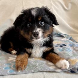 Miniature American Shepherd and Toy Australian Shepherd Puppies from Corner Oak Aussies