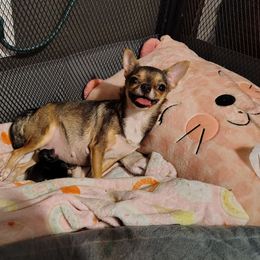 Baby Girl 2 -Available for deposit 12-31-2025 - Black sabled fawn female Chihuahua puppy in Weatherford, Texas from Small and Mighty Chihuahuas