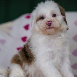 Sundae (socialization program student) - Chocolate merle female Bernedoodle puppy in Dundee, Ohio from Down Home Doodle