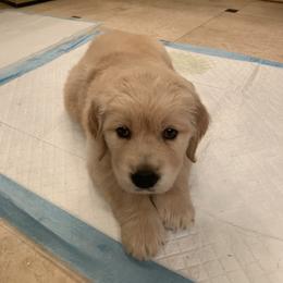 Golden Retriever Puppies from Daniel Ranch Golden Retrievers