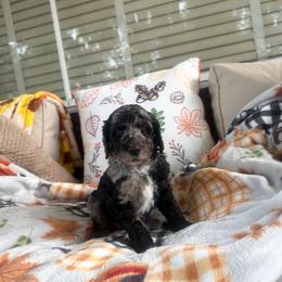 Caroline - Merle female Goldendoodle puppy in Petersburg, West Virginia from Wv Diva Doodles