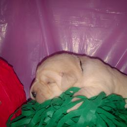 Black collar - Yellow male Labrador Retriever puppy in Holyoke, Massachusetts from Urban Oak Labradors LLC