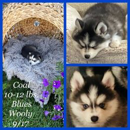 Pomsky Puppies from Pomsky Acres