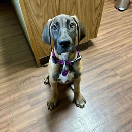 Great Dane Puppies from Phoenix Family Danes