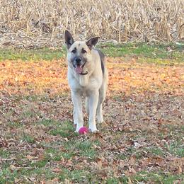Rufus - German Shepherd
