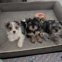 Yorkshire Terrier Puppies from Madame Yorkie