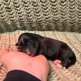 Gnocchi - Black tri-color female Australian Shepherd puppy in Altmar, New York from E&C Australian Shepherds