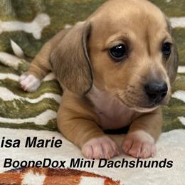 Lisa Marie - Cream female Dachshund puppy in Lexington, Oklahoma from BooneDox Miniature Dachshunds