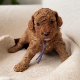 Hazel - Red  female Poodle puppy in Charlotte, North Carolina from Bruno & Co. Puppies