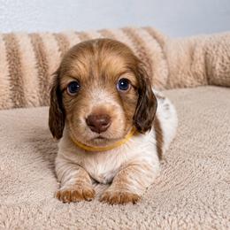 Brooke - Piebald female Dachshund puppy in Gold Canyon, Arizona from Silverking Kennels