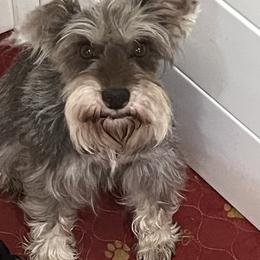 Nola - Miniature Schnauzer