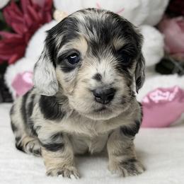 Gabby black and cream dapple (No breeding homes) - Dapple female Dachshund puppy in Fayetteville, North Carolina from RRD