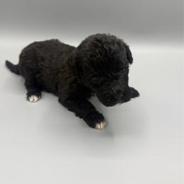 Candy Corn - Black and white female Aussiedoodle puppy in Paragould, Arkansas from AC Doodles & Corgis