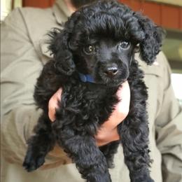 Winston- Charming Toy Poodle - Black male Poodle puppy in Falcon, Missouri from Cedar House Heritage Poodles | AKC Toy & Miniature Poodle Puppies Raised in Home
