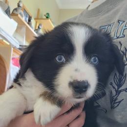 Toast - Black tri male Miniature American Shepherd puppy in Ferndale, California from Lost Coast Aussies