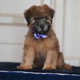 Lilly - Soft Coated Wheaten Terrier