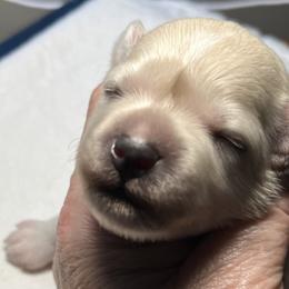 Tink (black collar) - White female Miniature Schnauzer puppy in Port Orchard, Washington from Silver Bells Miniature Schnauzers