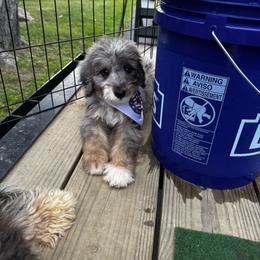 Jessie - Blue merle female Bernedoodle puppy in Banner Elk, North Carolina from Walnut Tree Bernedoodles