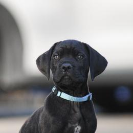 Jackie aka Light Blue Collar - Black male Cane Corso puppy in Houston, Texas from Zenith Cane Corso