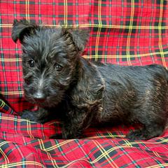 Chloe - Black brindle female Scottish Terrier puppy in San Diego (Jamul), California from Lee Valley Scotties