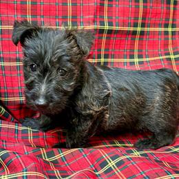 Chloe - Black brindle female Scottish Terrier puppy in San Diego (Jamul), California from Lee Valley Scotties