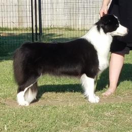 Sporting Fields Autograph Please - Bernie - Border Collie puppy from Stellar Kennels