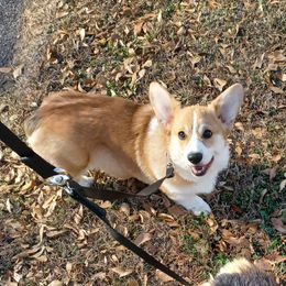 Sunny - Pembroke Welsh Corgi