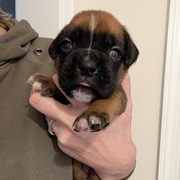Fawn female - Fawn female Boxer puppy in Wellington, Ohio from Brinkhaven Boxers