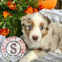 Blue Collar - Red merle male Australian Shepherd puppy in Winston Salem, North Carolina from Serenity Acres Aussies