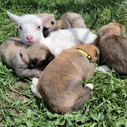 Turkish Boz Shepherd Puppies from Emerald Mtn Ranch LLC