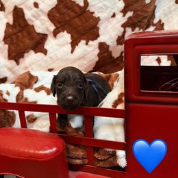 Blue Boy - Liver male Boykin Spaniel puppy in Northport, Alabama from Blue Creek Boykins