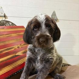 Wrigley-(Spider-Man) - Brown and gray male Wirehaired Pointing Griffon puppy in Grangeville, Idaho from Happy Hollow Griffons