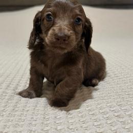 Chocolate and cream  brindle 1 - Chocolate and cream male Dachshund puppy in Defuniak Springs, Florida from Anastasia Knight's Cocker Spaniels
