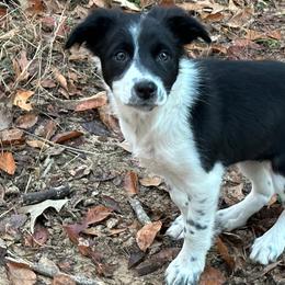 Bridget - Border Collie puppy in Texas from Broadmoor Farm