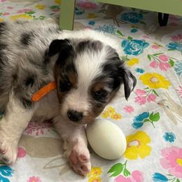 Miniature Australian Shepherds from Lozito's Mini Aussies