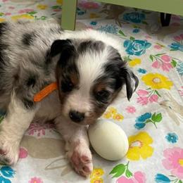 Miniature Australian Shepherds from Lozito's Mini Aussies