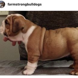 Bulldog Puppies from Farm Strong Bulldogs