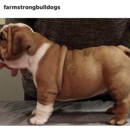 Bulldog Puppies from Farm Strong Bulldogs