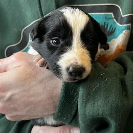Bebop - Black female Border Collie puppy in Memphis, New York from Dual Traxx Border Collies