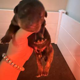 Boy 2 - Black and mahogany male Rottweiler puppy in Cleveland, Texas from Vom Haus Fantasy Rottweiler Kennel