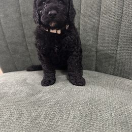 Goldendoodle Puppies from Southern Grace Acres