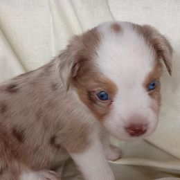 Alfie - Red merle male Toy Australian Shepherd puppy in Fort White, Florida from Triple-s-kennel