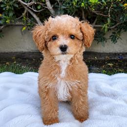 Squishy - Apricot female Poodle puppy in Los Angeles, California from Exquisite Doodles