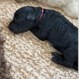 Spot 2 - Apricot male Goldendoodle puppy in Redmond, Oregon from Bourbon and Lace Doodles