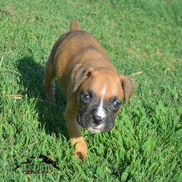 Waffles - Fawn female Boxer puppy in Earlsboro, Oklahoma from Lieben Boxers