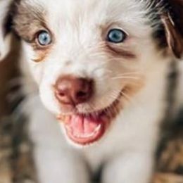 Australian Shepherds from Cooper Plantation