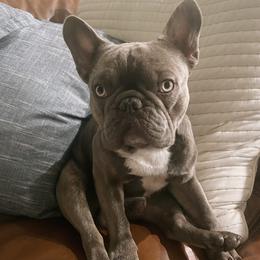 Duke - French Bulldog
