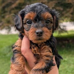 Saturday - Black and tan female Yorkipoo puppy in Coshocton, Ohio from Forever Family Puppies