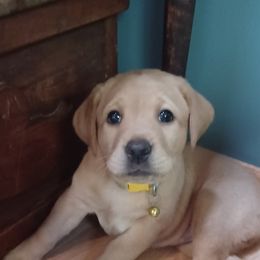 Labrador Retriever Puppies from Rocky Point Labradors